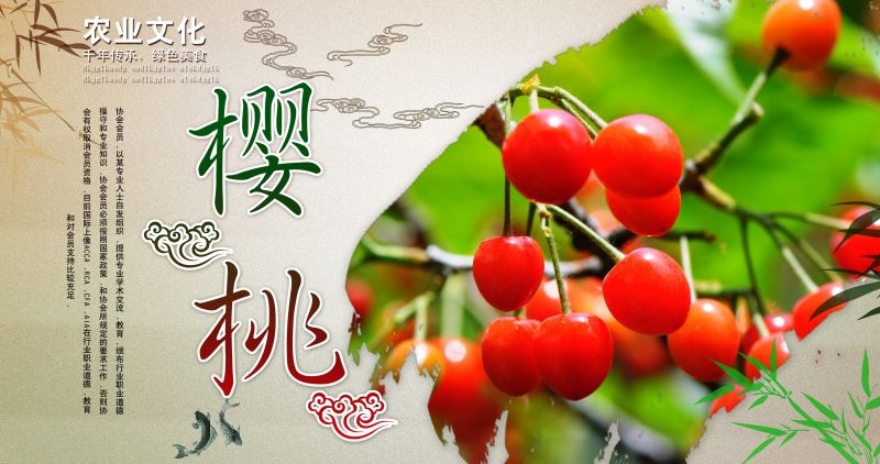 新鲜的樱桃促销宣传单海报展板背景广告设计素材 (22)