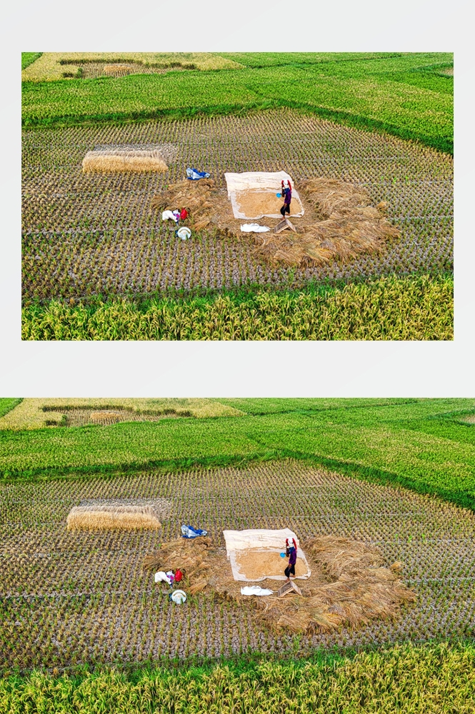 农业生产插秧收割农活高清图片 (360)