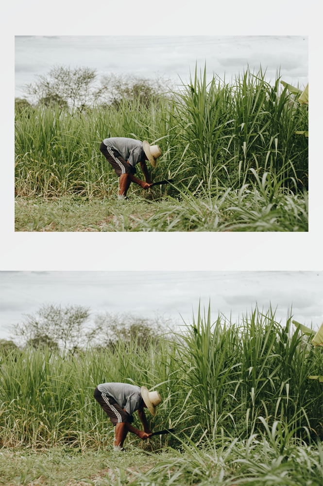 农业生产插秧收割农活高清图片 (221)