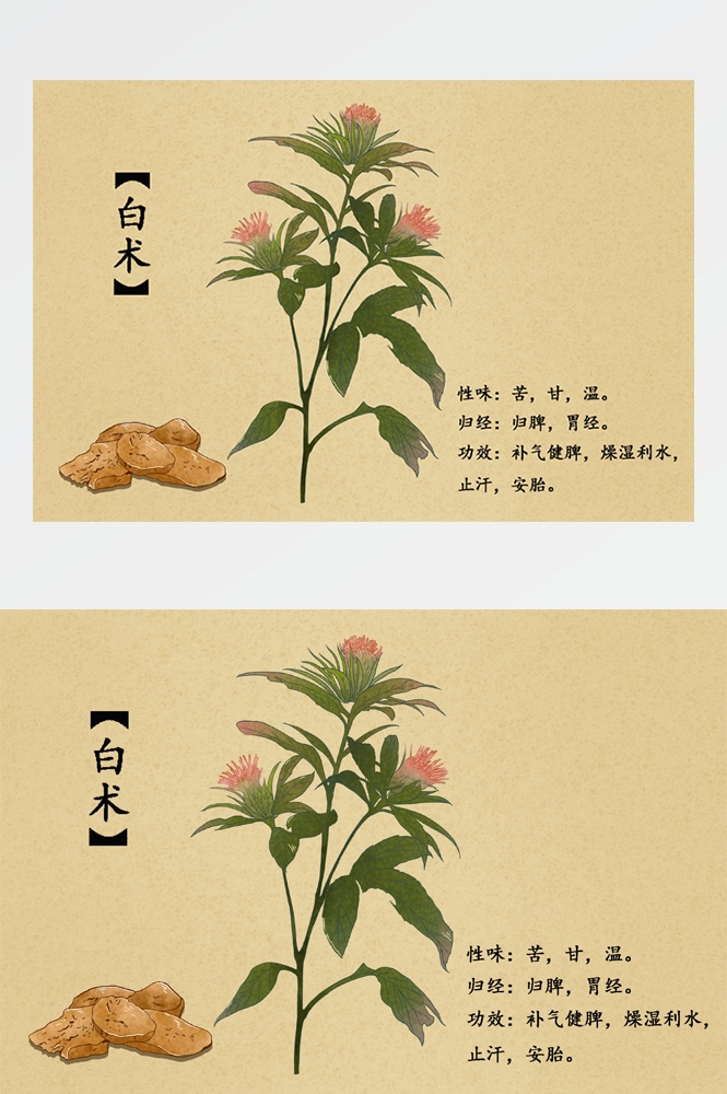 中国传统中医挂画中草药图集插画海报展板白术19