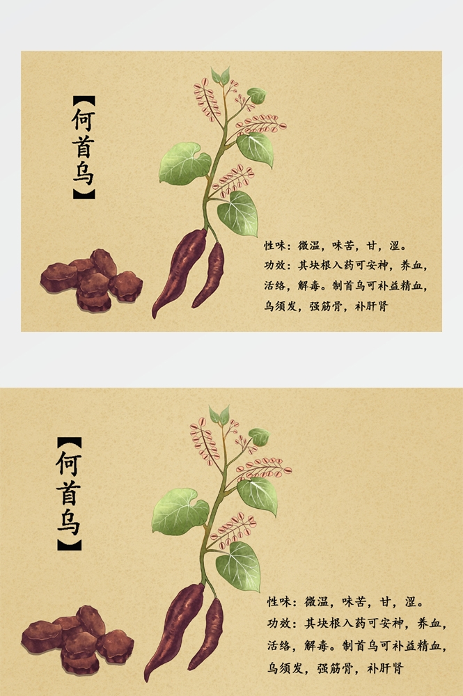 中国传统中医挂画中草药图集插画海报展板何首乌6