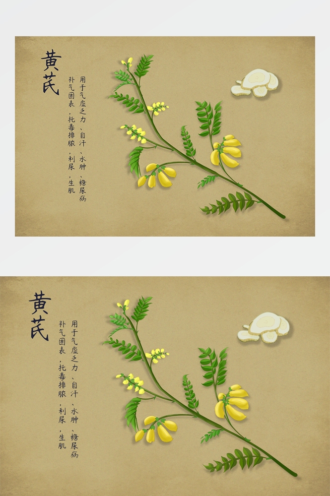 中国传统中医挂画中草药图集插画海报展板 (17)