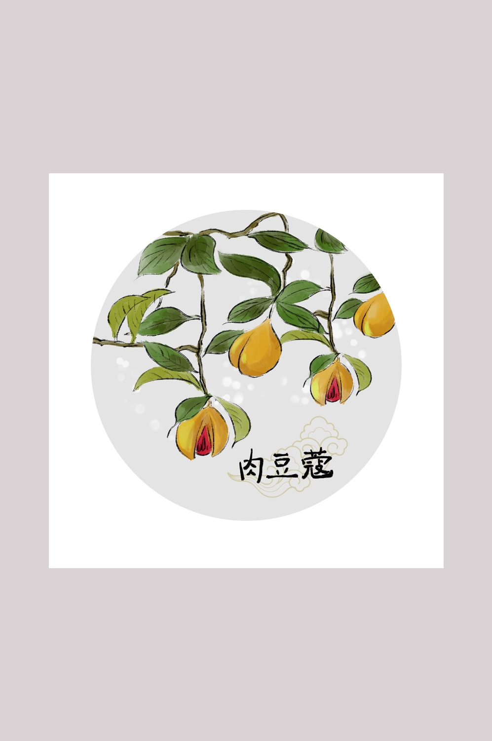 中国传统中医挂画中草药图集插画海报展板肉豆蔻27