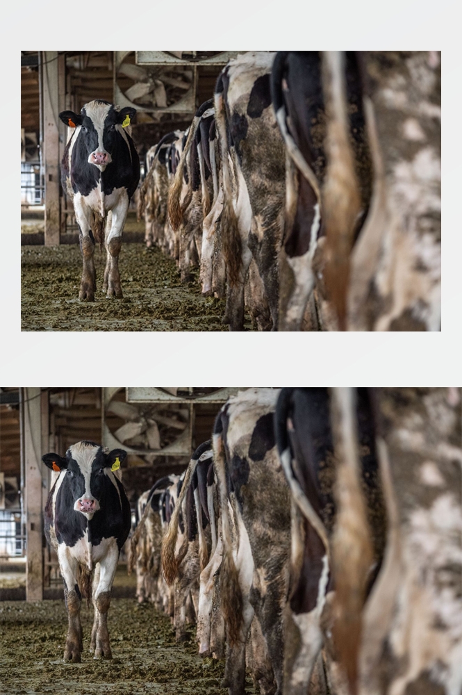 农业生产插秧收割农活高清图片 (74)