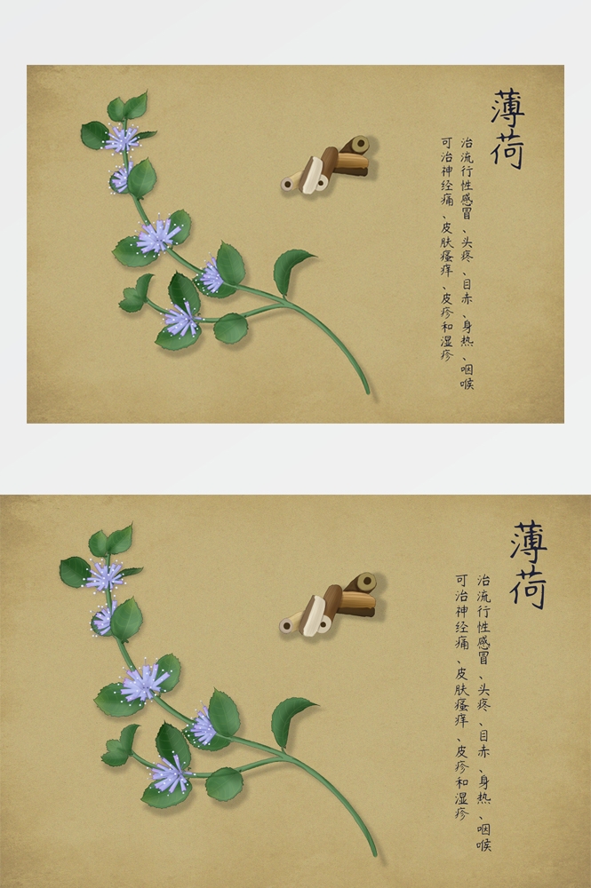 中国传统中医挂画中草药图集插画海报展板 (6)