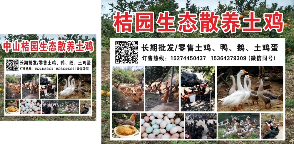 桔园生态散养土鸡海报