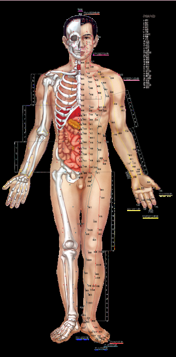 古代中医人体穴位图全身经络图解身体足底穴位图PNG免扣素材10