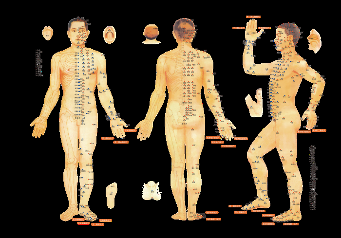 古代中医人体穴位图全身经络图解身体足底穴位图PNG免扣素材5