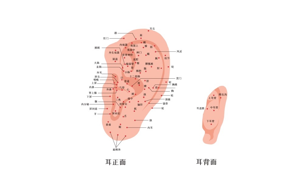 人体穴位针灸按摩示意图常用耳朵穴位图