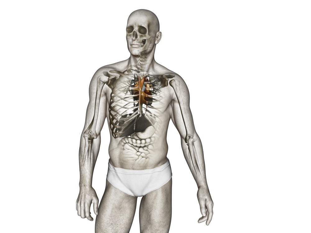 人体模型经脉穴位健身肌肉组织分布骨骼骨架结构血管图41