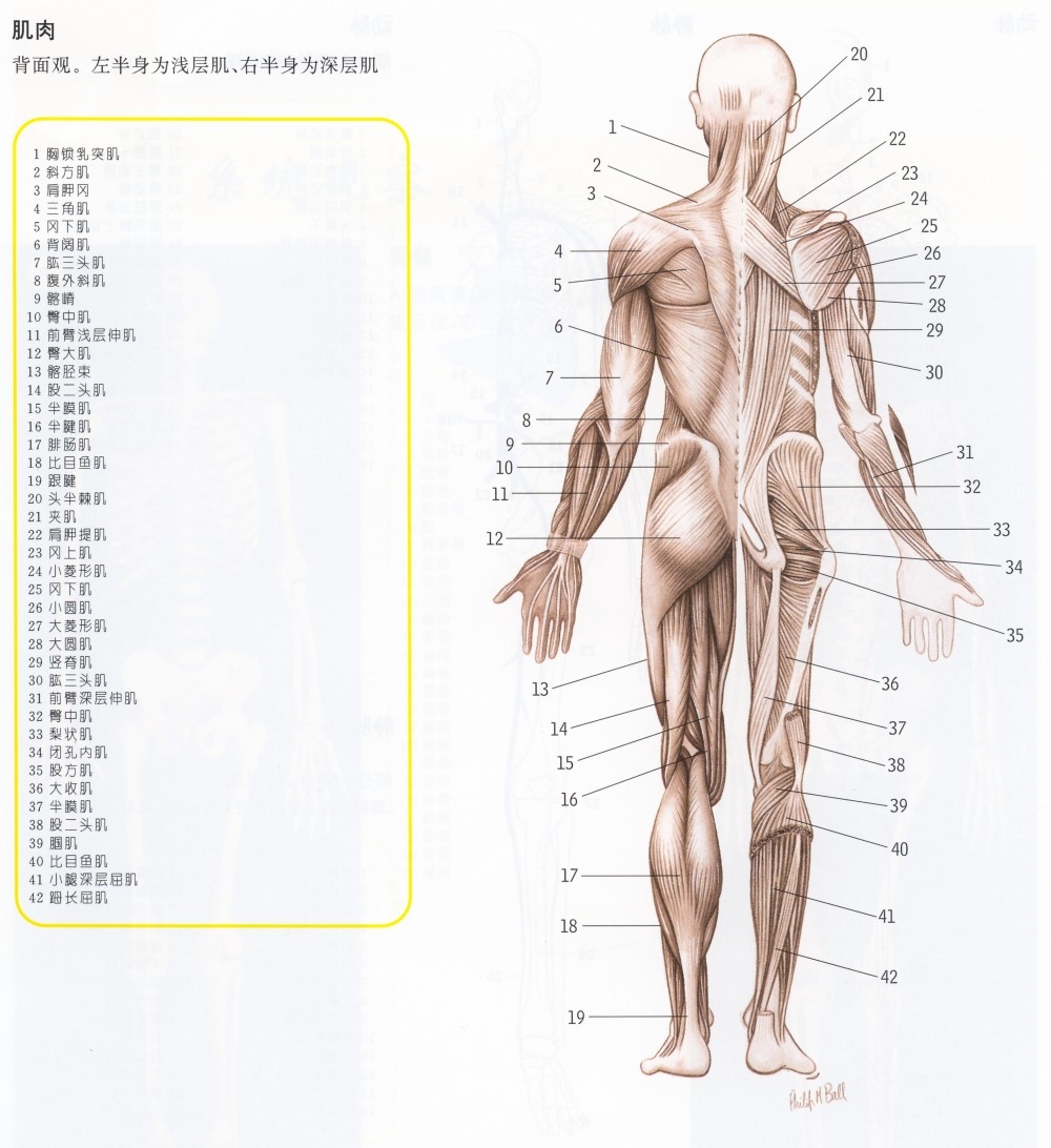 人体模型经脉穴位健身肌肉组织分布骨骼骨架结构血管图151