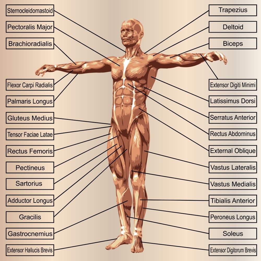 人体模型经脉穴位健身肌肉组织分布骨骼骨架结构血管图72