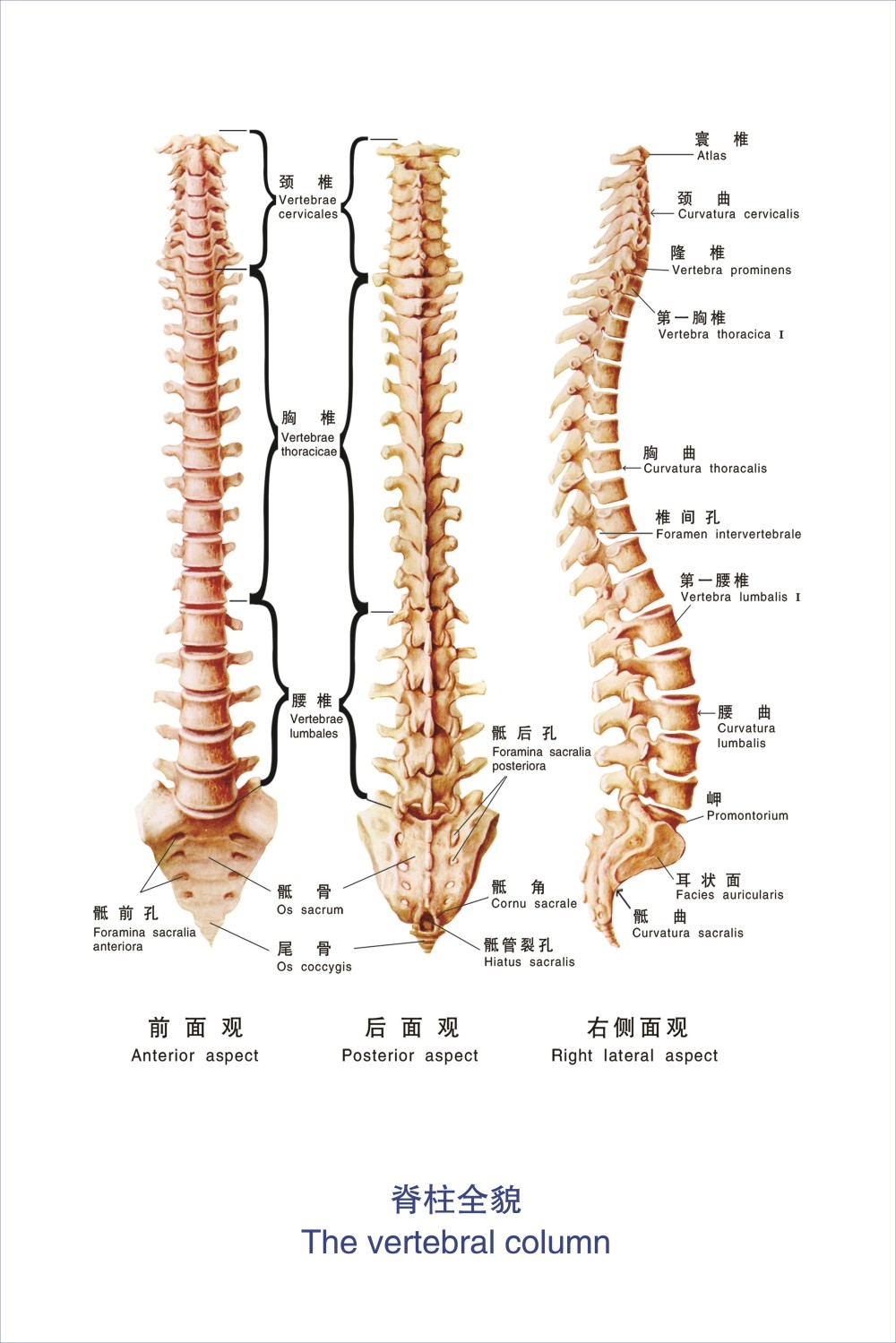 人体模型经脉穴位健身肌肉组织分布骨骼骨架结构血管图178