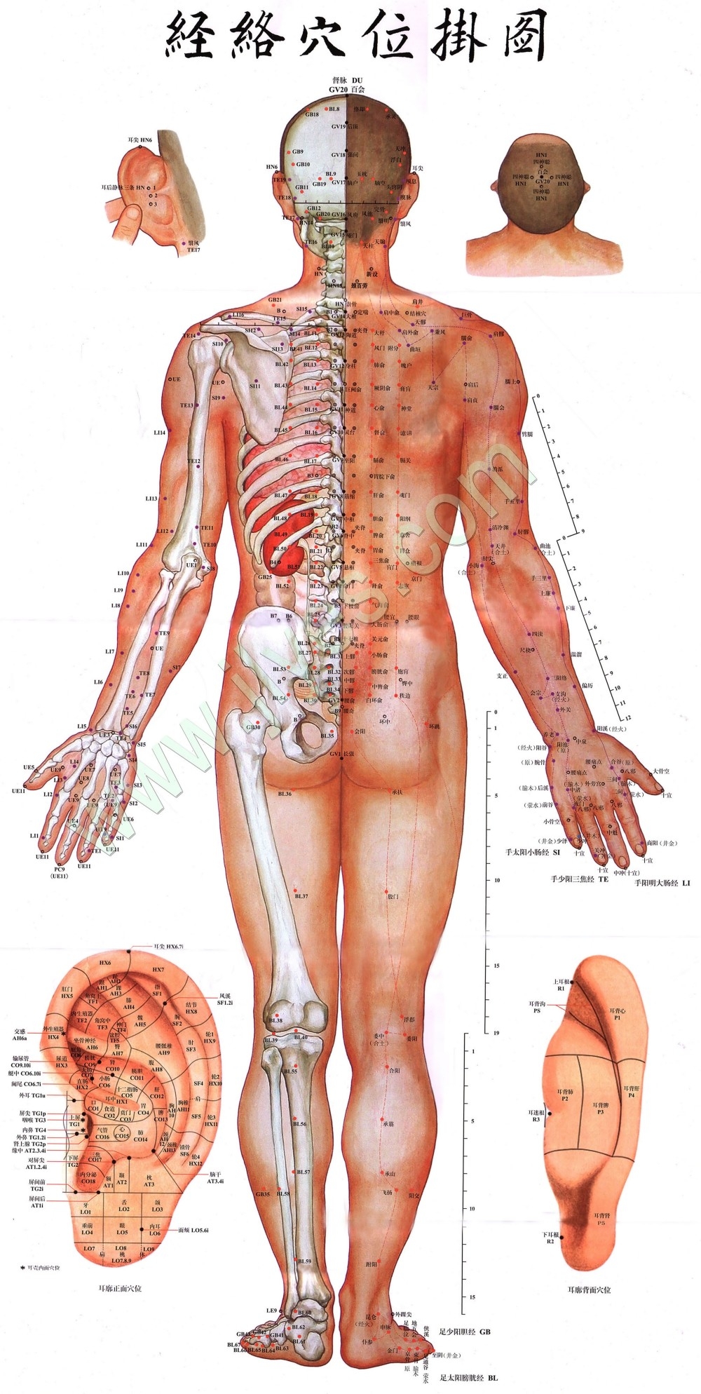 人体模型经脉穴位健身肌肉组织分布骨骼骨架结构血管图183