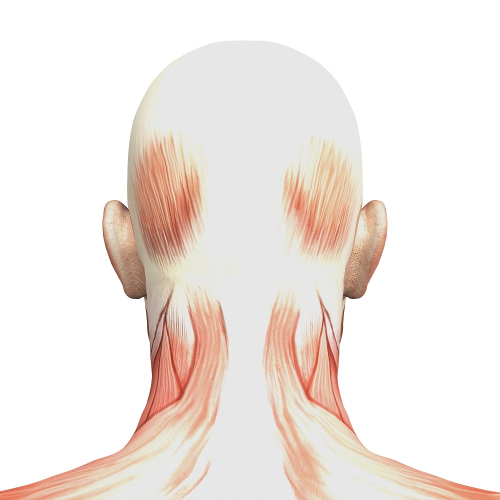 人体模型经脉穴位健身肌肉组织分布骨骼骨架结构血管图80