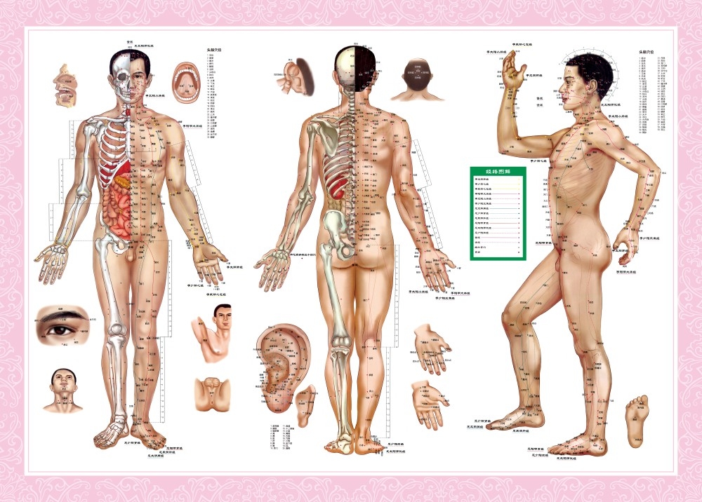 人体模型经脉穴位健身肌肉组织分布骨骼骨架结构血管图15