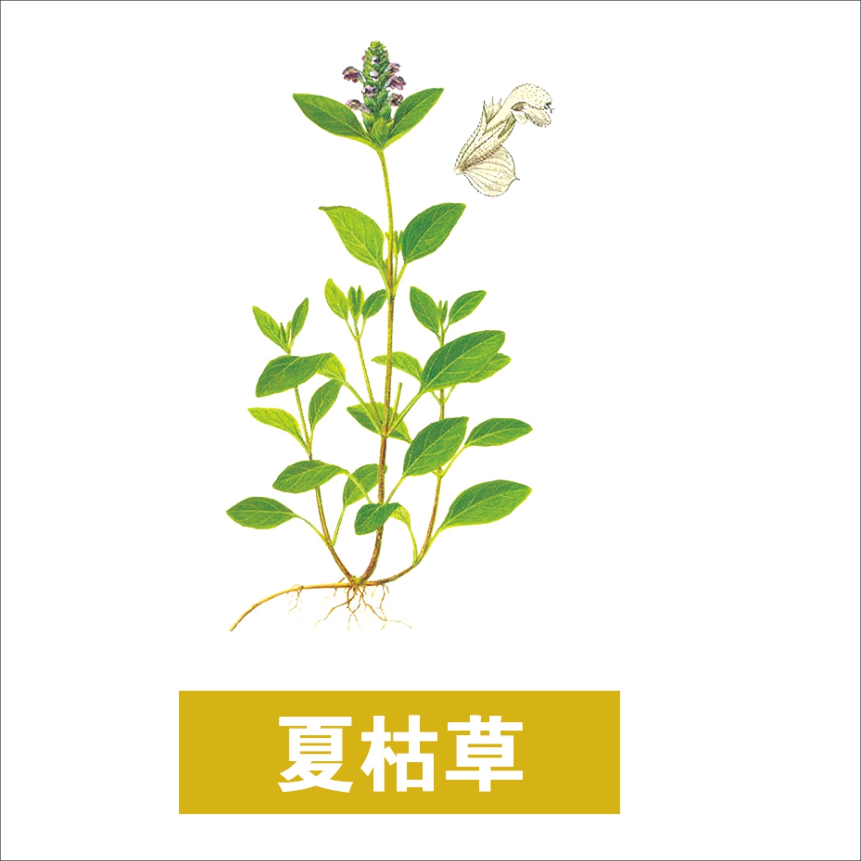 中草药材植物插图 夏枯草