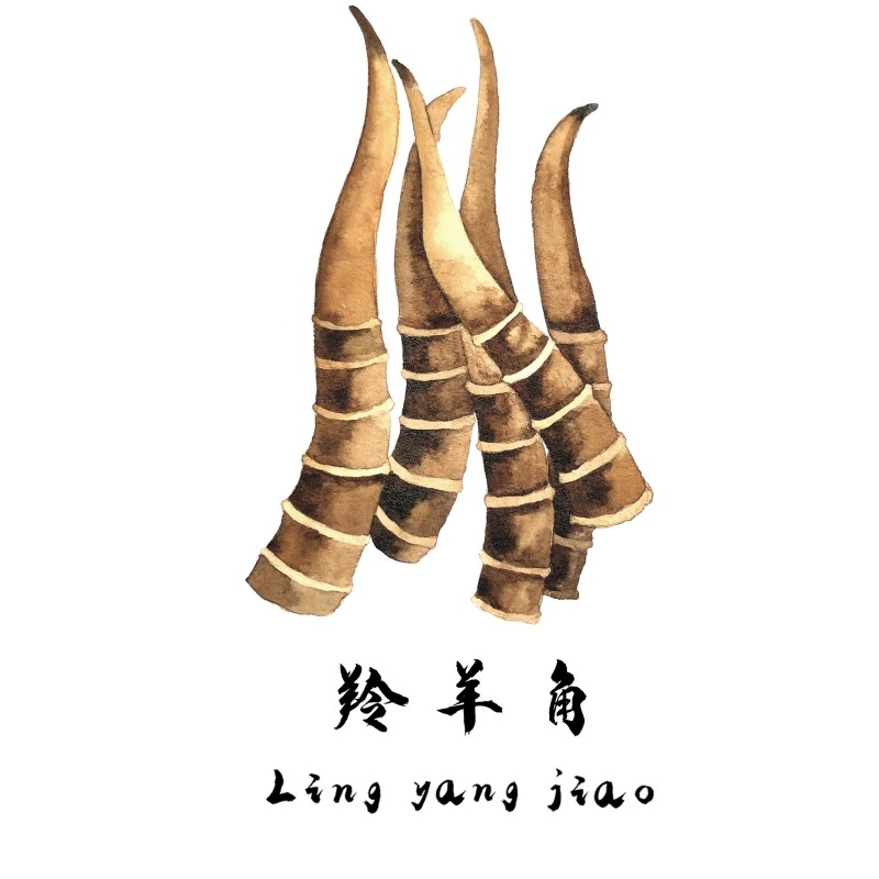 中草药材植物插图 羚羊角