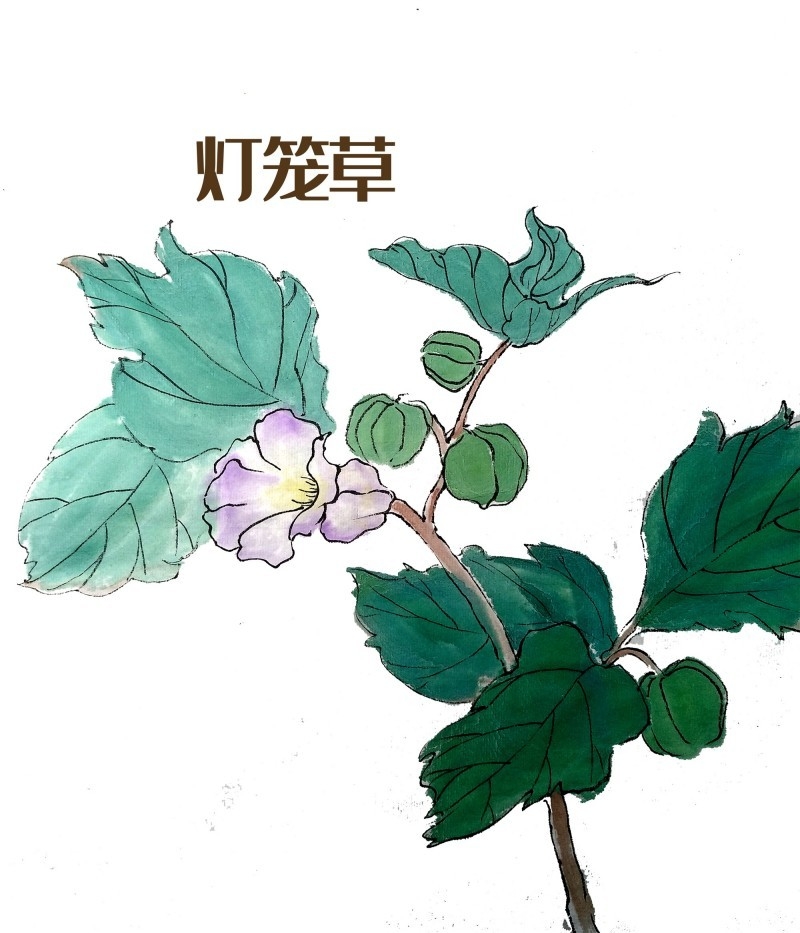 中草药材植物插图 灯笼草 (2)