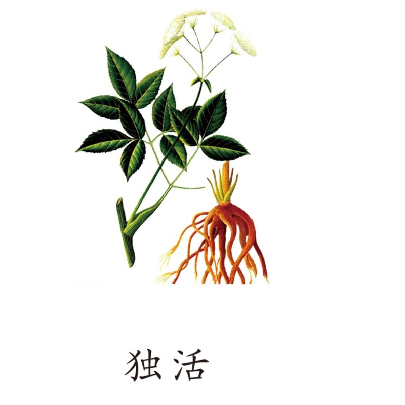 中草药材植物插图 独活