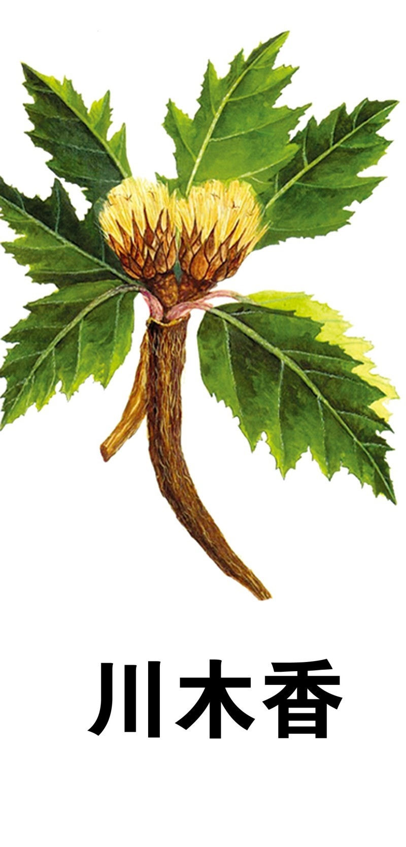 中草药材植物插图 川木香 (2)