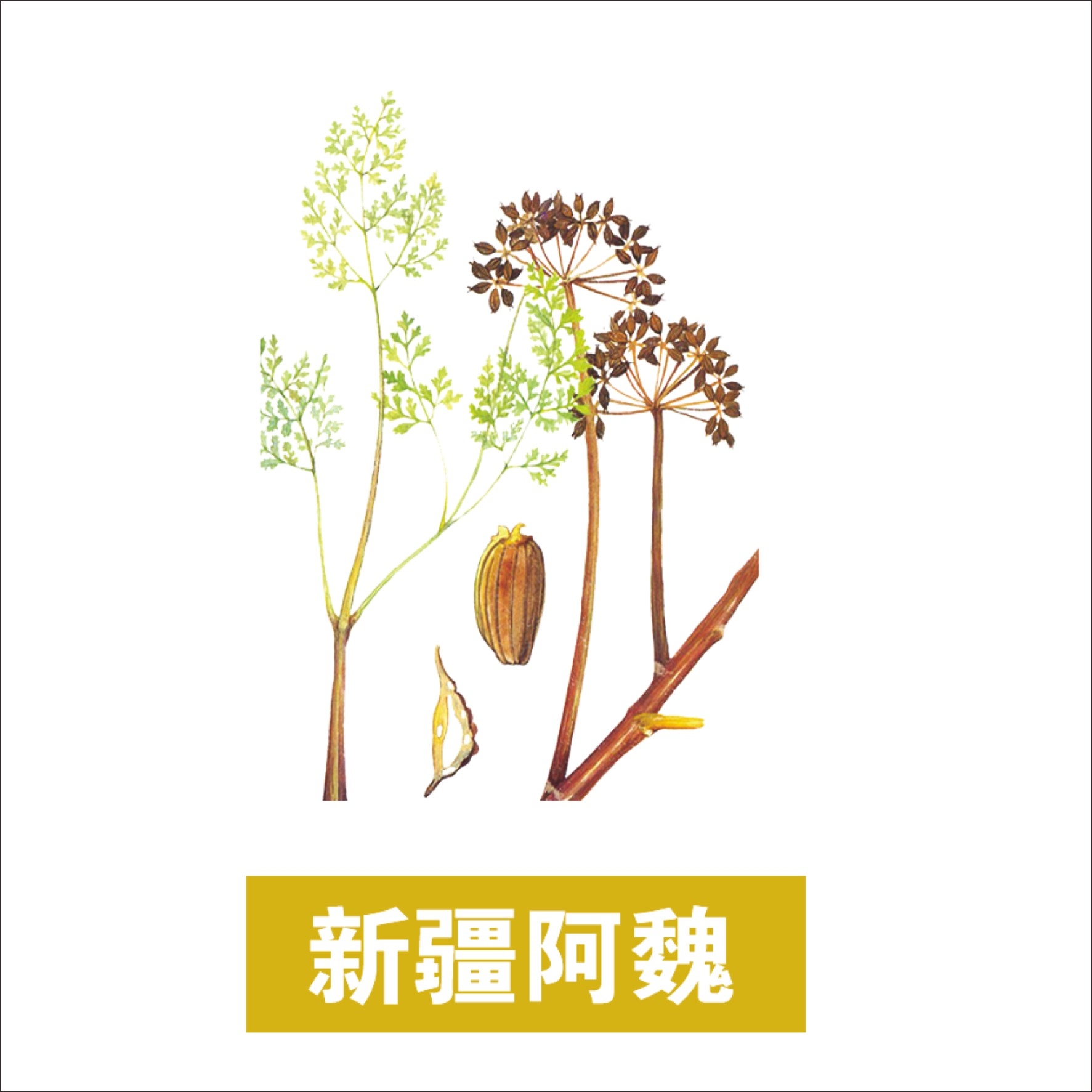 中草药材植物插图 新疆阿魏