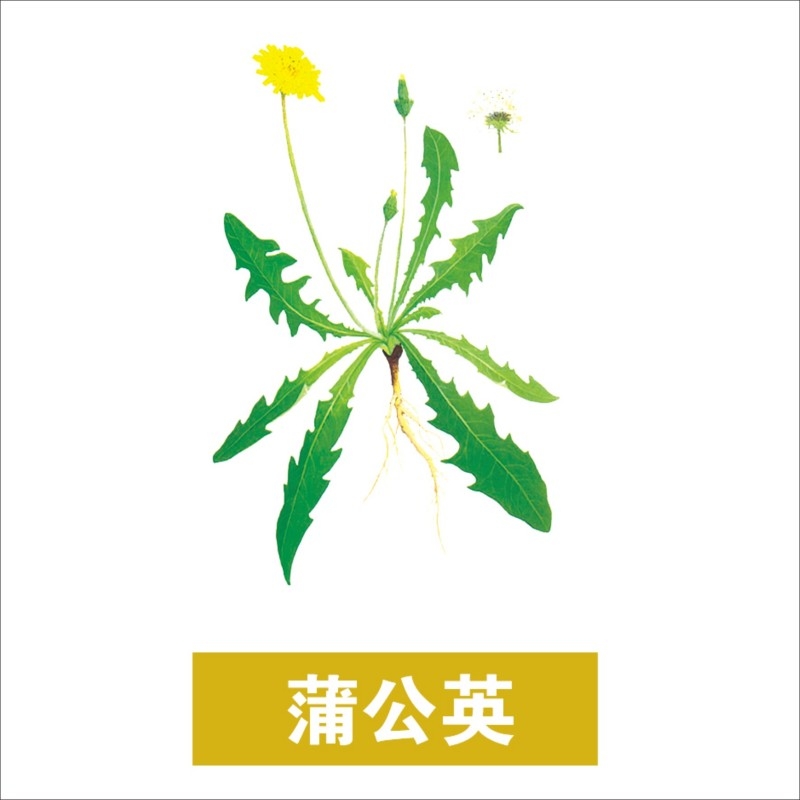 中草药材植物插图 蒲公英