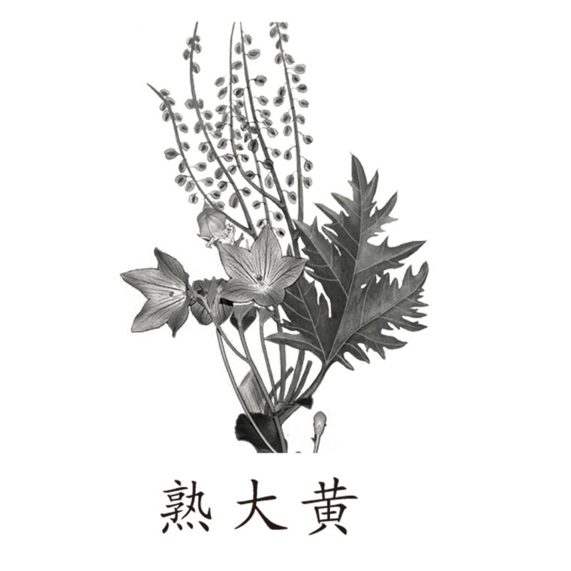 中草药材植物插图 熟大黄