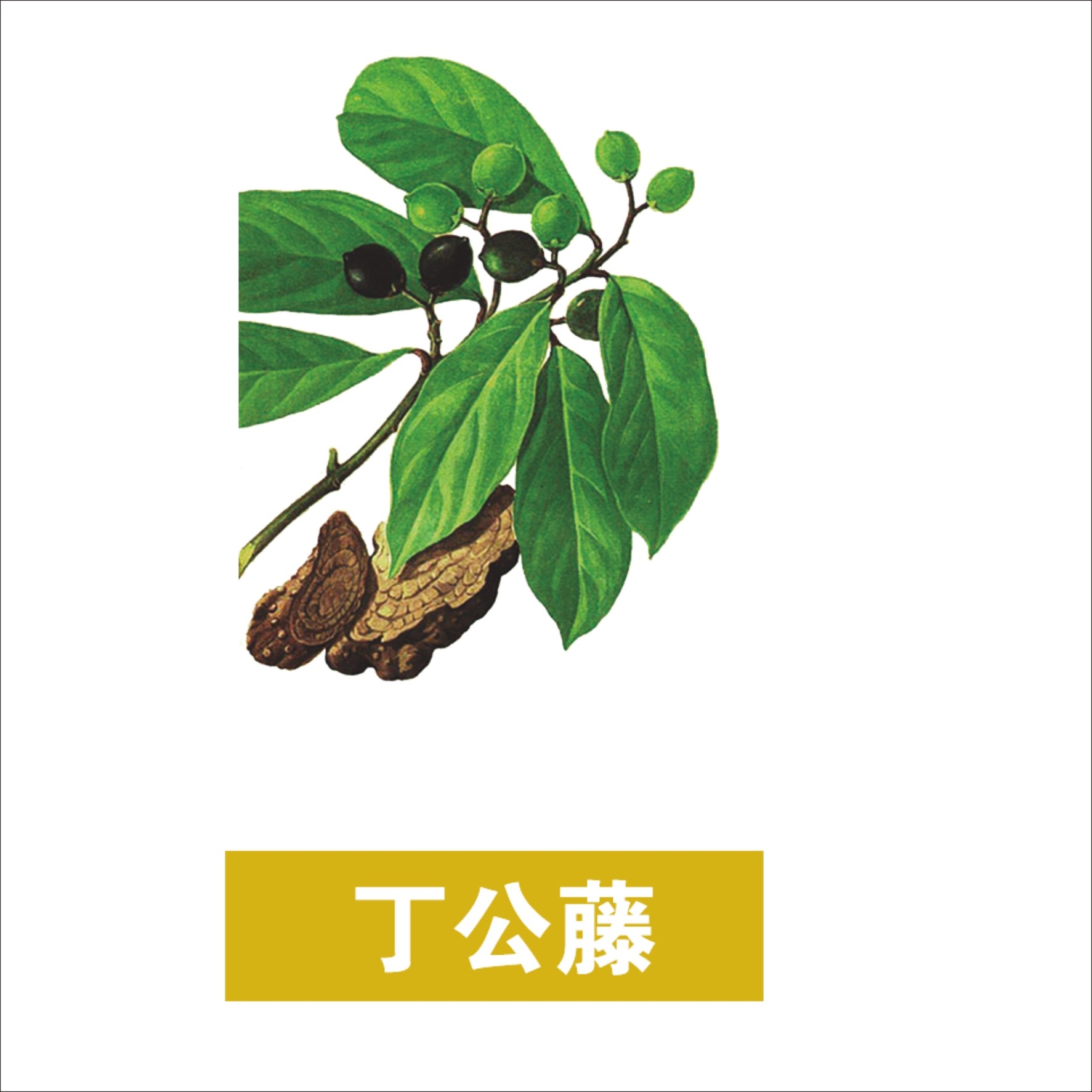 中草药材植物插图 丁公藤