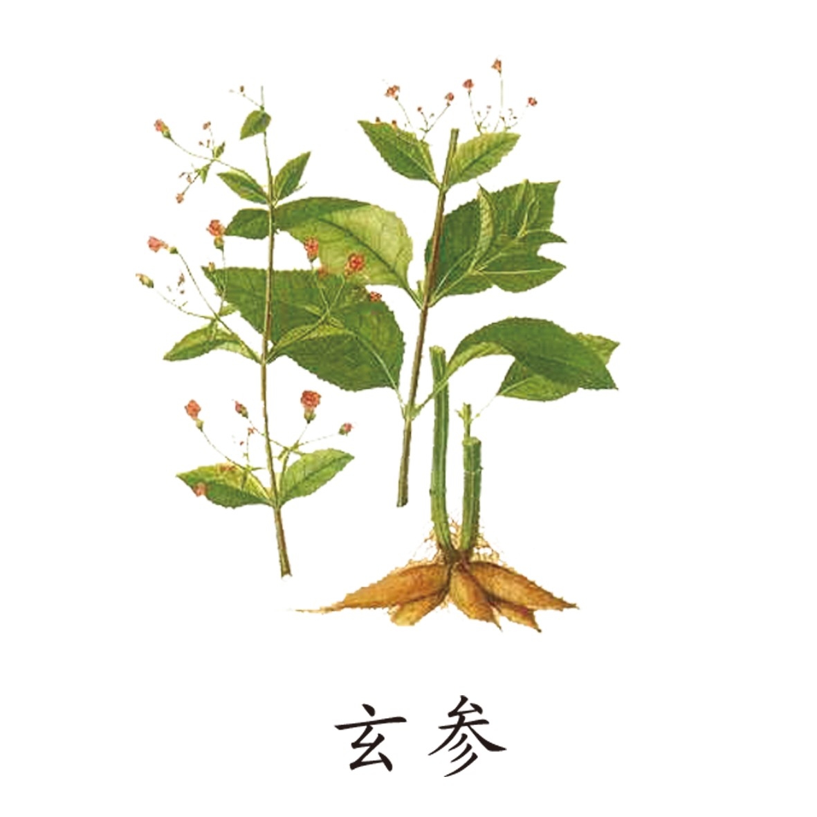 中草药材植物插图 玄参 (2)