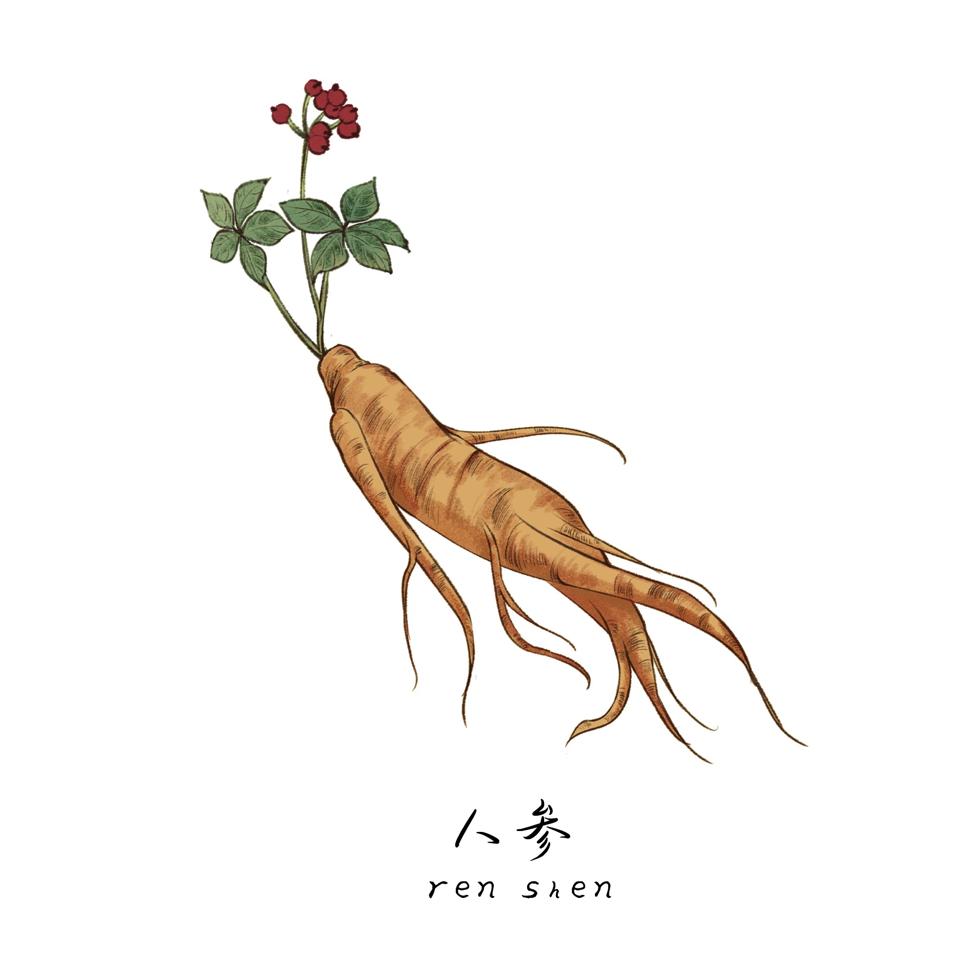 中草药材植物插图 人参 (4)