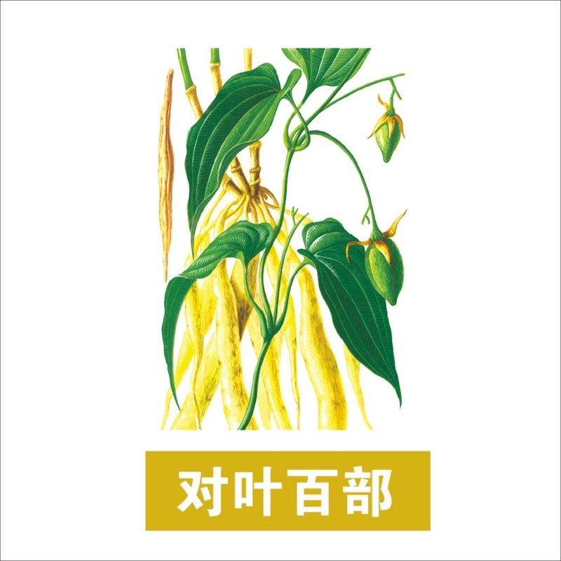 中草药材植物插图 对叶百部