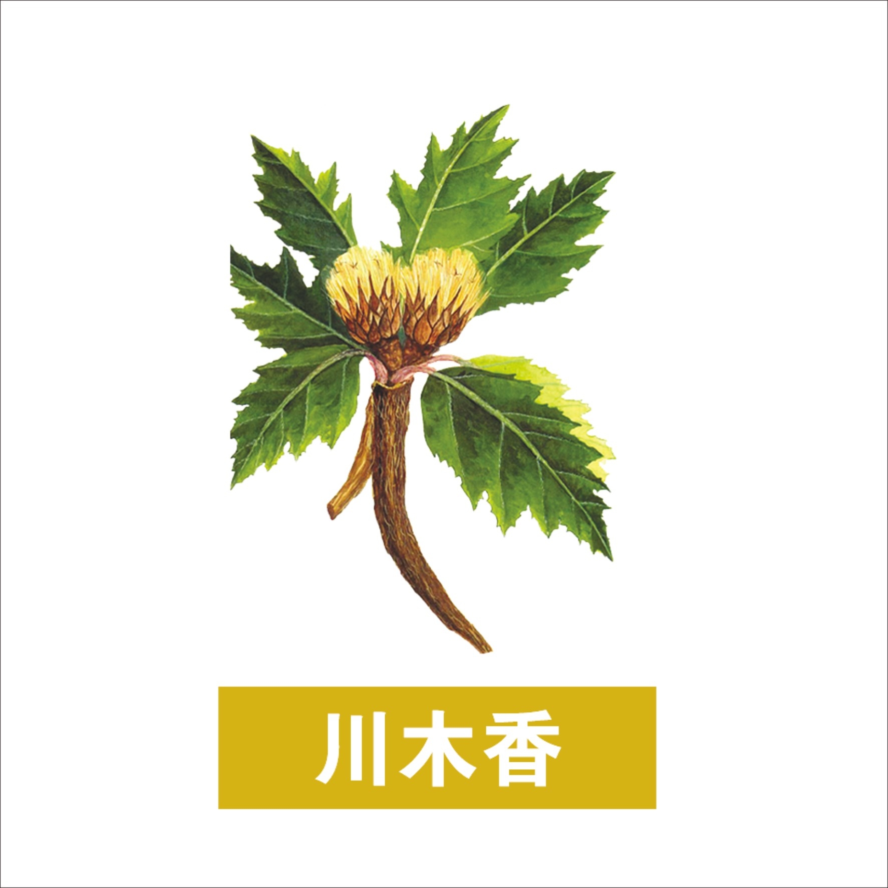 中草药材植物插图 川木香