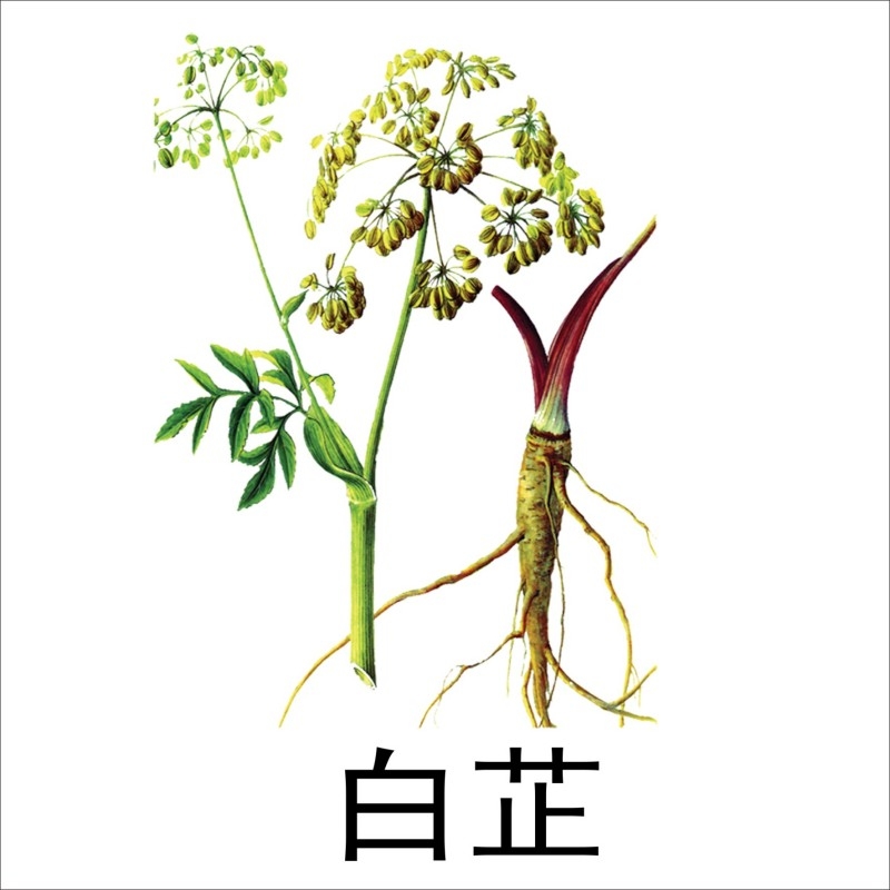 中草药材植物插图 白芷 (2)