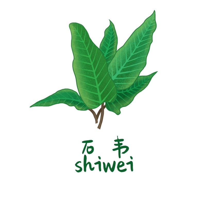 中草药材植物插图 石韦