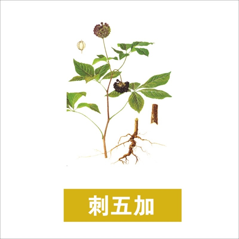 中草药材植物插图 刺五加
