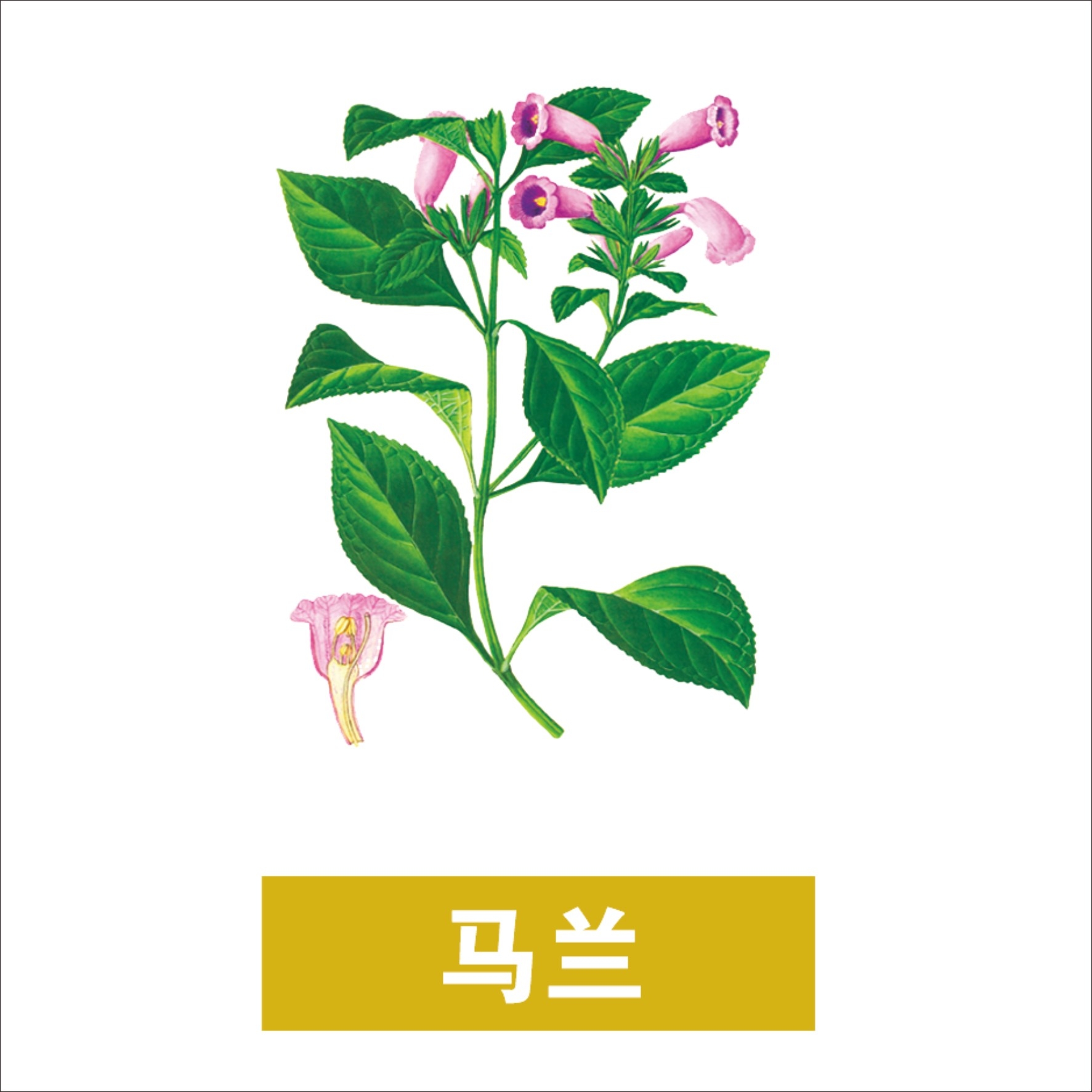 中草药材植物插图 马兰