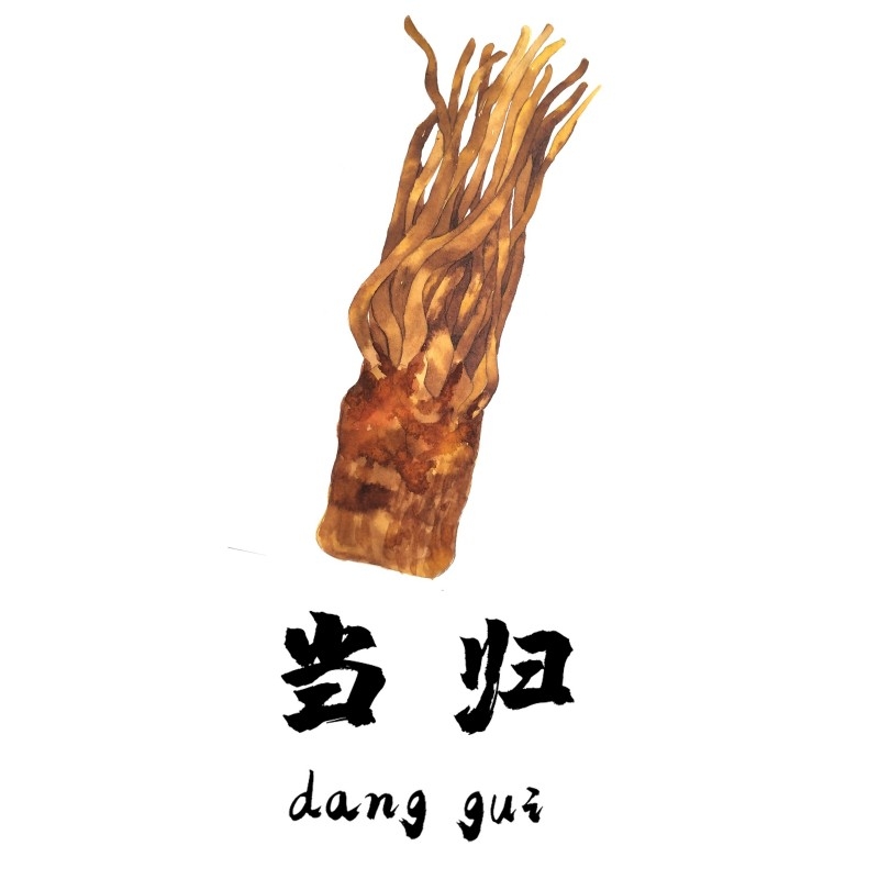 中草药材植物插图 当归2