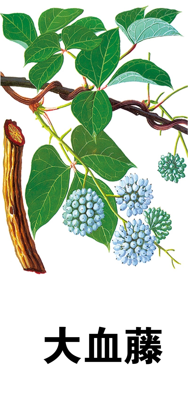 中草药材植物插图 大血藤 (2)
