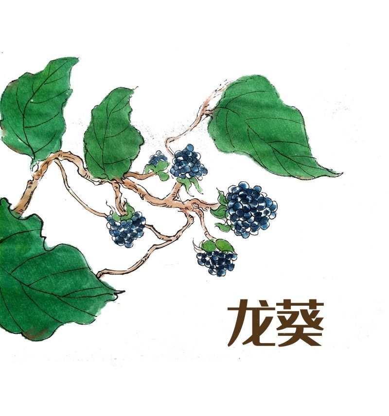 中草药材植物插图 龙葵