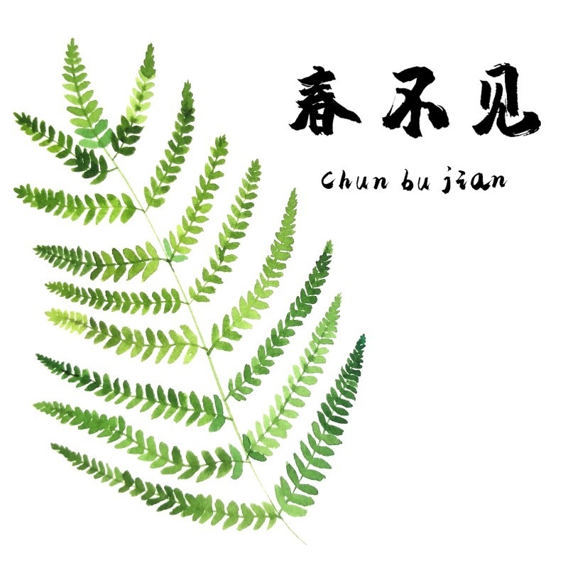 中草药材植物插图 春不见