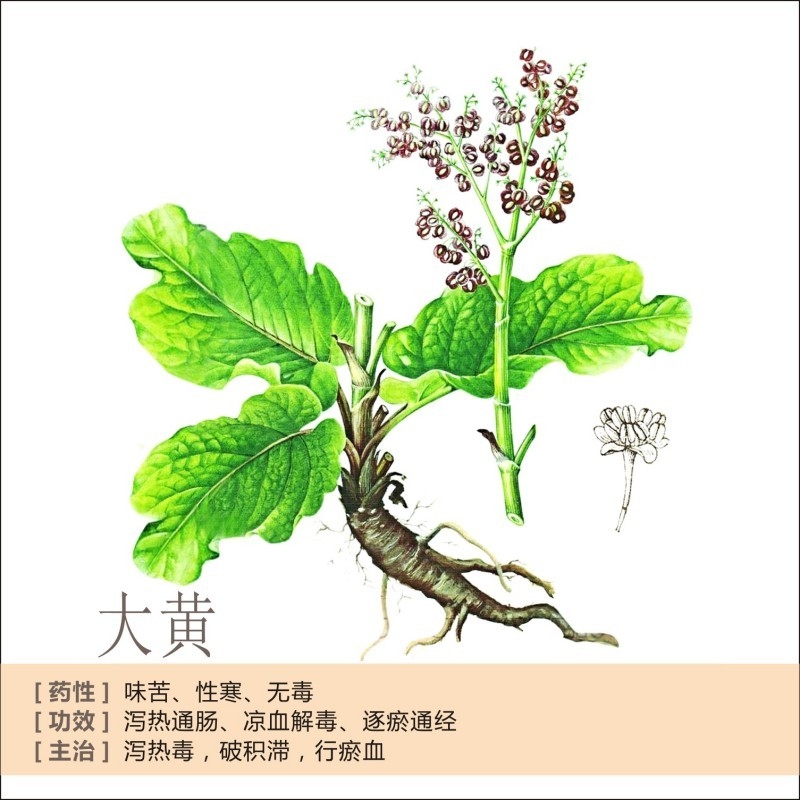 中草药材植物插图 大黄