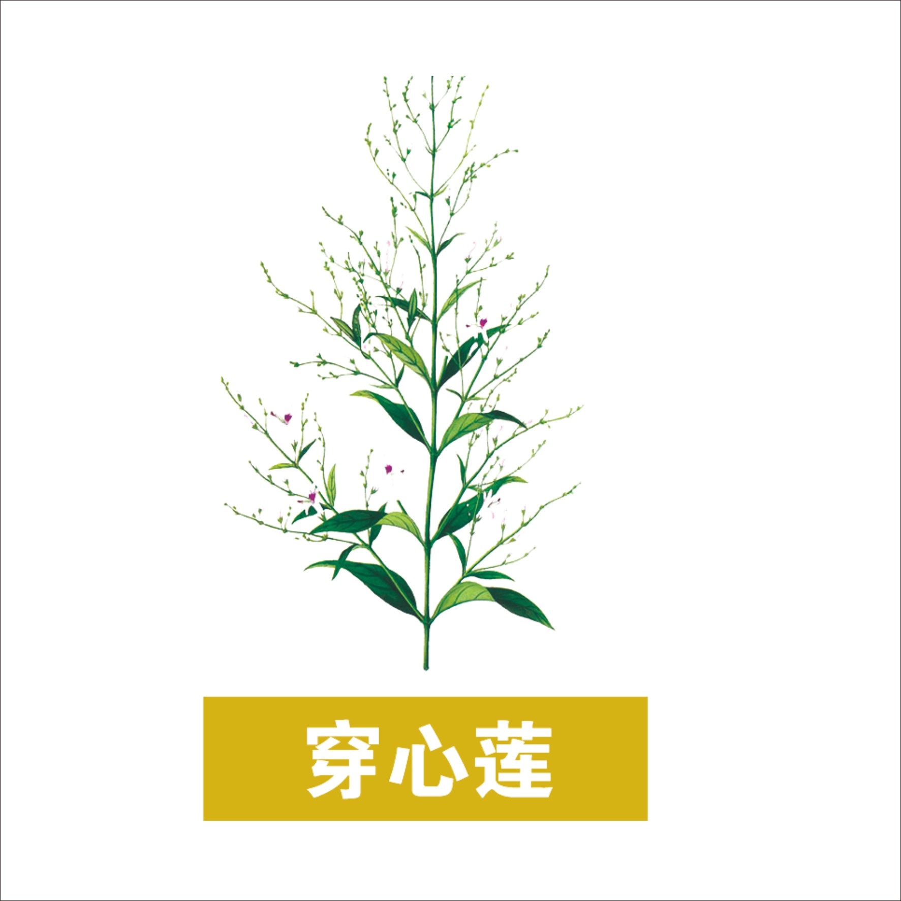 中草药材植物插图 穿心莲