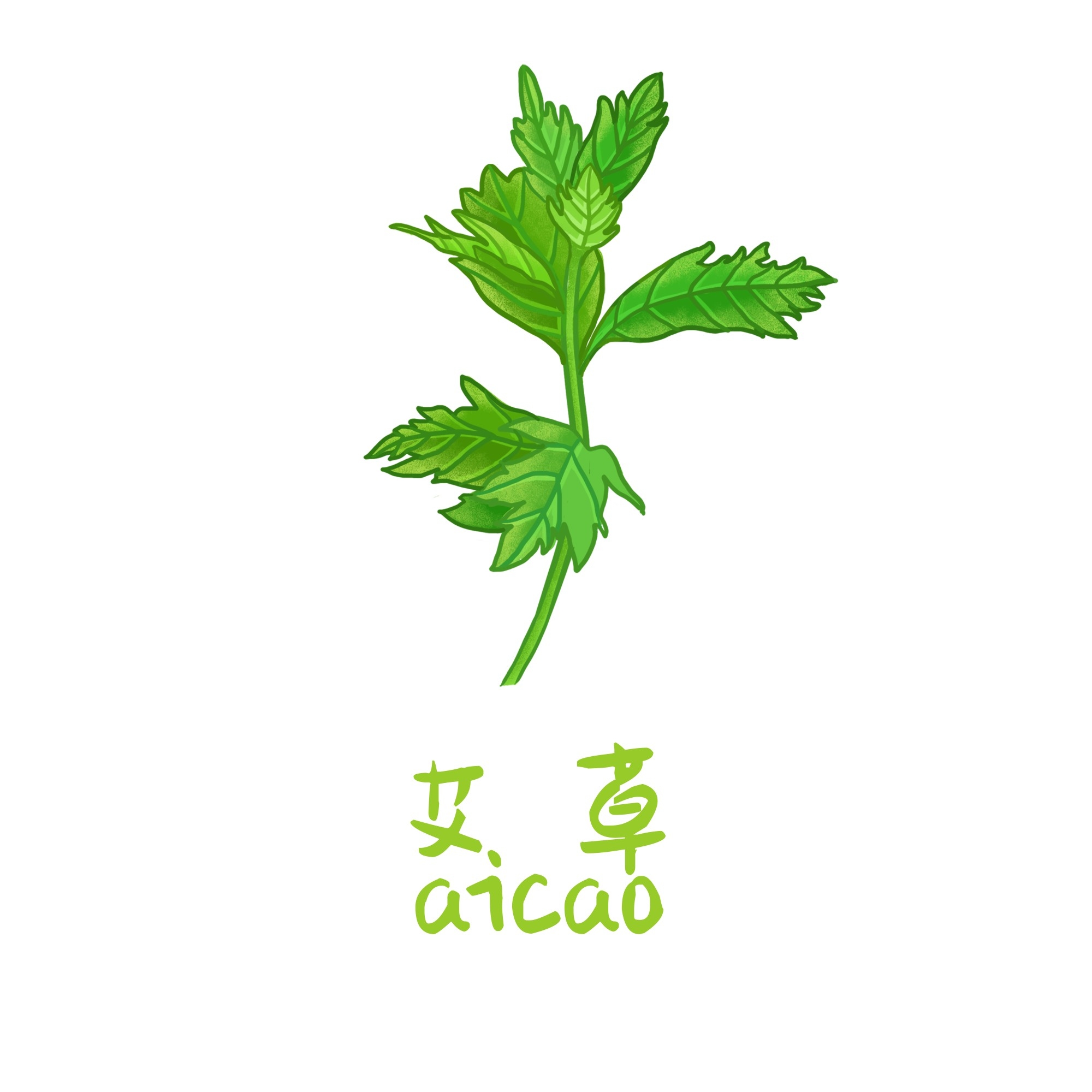中草药材植物插图 艾草 (3)