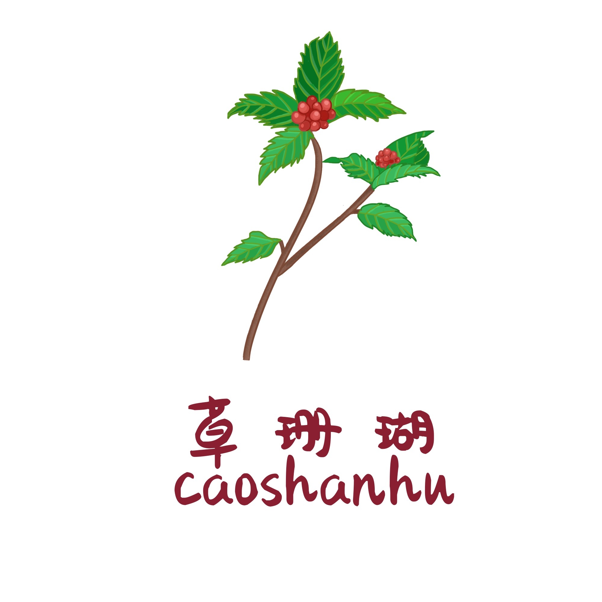 中草药材植物插图 草珊瑚