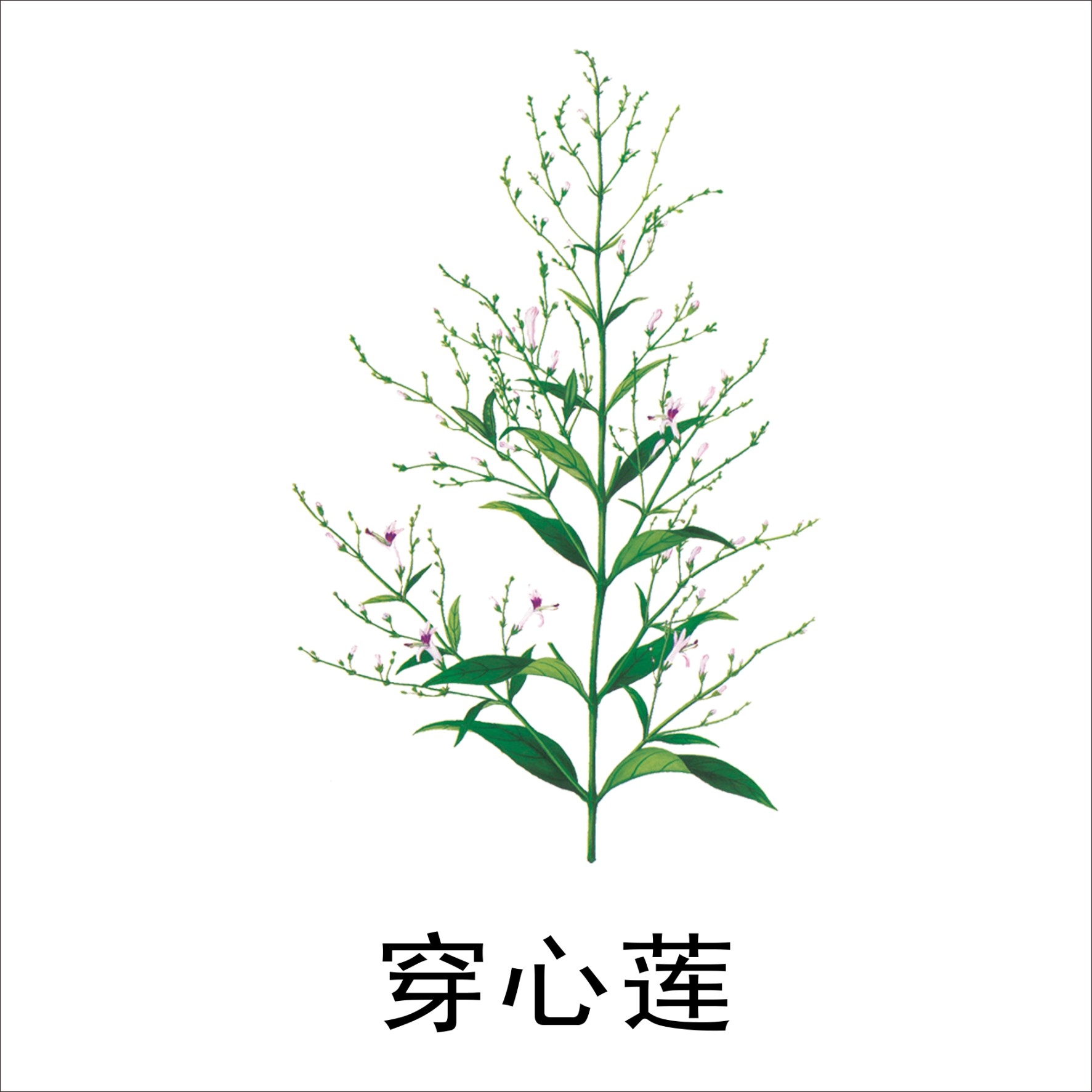 中草药材植物插图 穿心莲 (2)