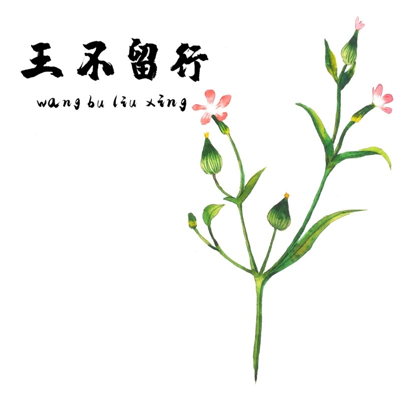 中草药材植物插图 王不留行