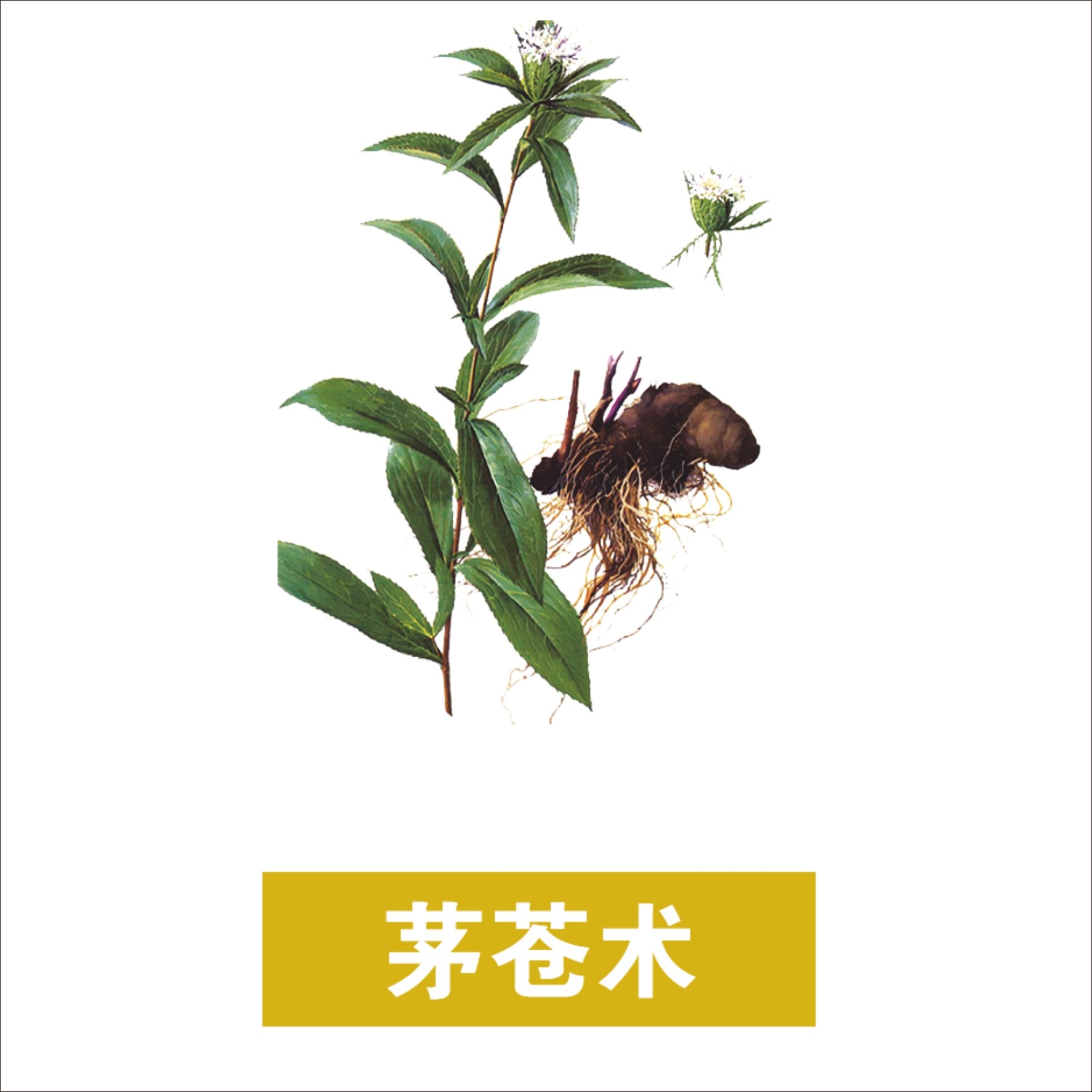 中草药材植物插图 茅苍术