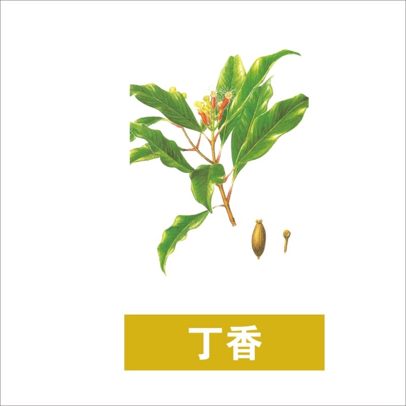 中草药材植物插图 丁香