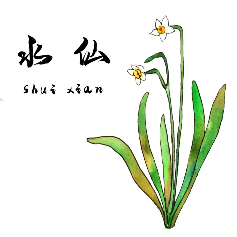 中草药材植物插图 水仙